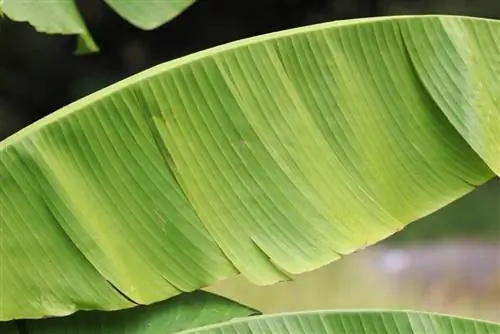 Halaman ng saging bilang halaman sa bahay - gusto ng saging ang pangangalagang ito