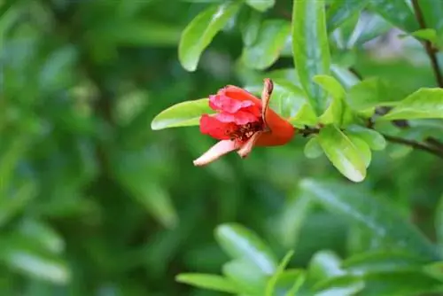 Pomegranate - Punica granatum