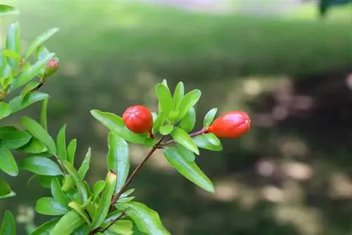 Pomegranate - Punica granatum