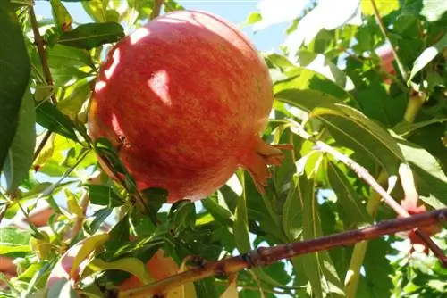 Pomegranate - Punica granatum