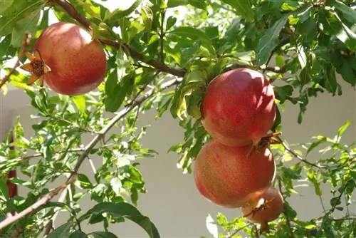 Nega drevesa granatnega jabolka od A do Ž + kako prezimiti granatno jabolko