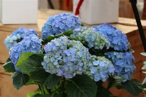 Hydrangea msimu wa joto usio na mwisho