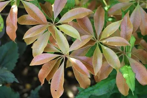 florzinhas de louro vermelho