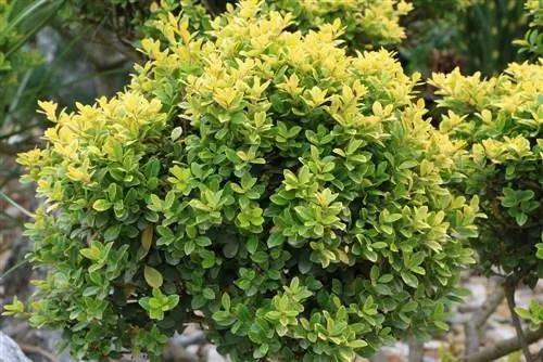 Colher ilex