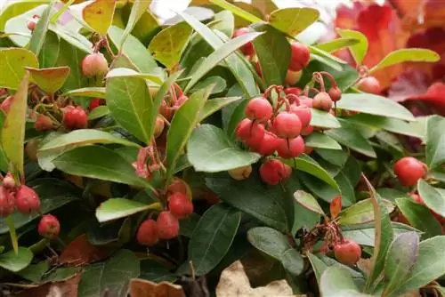 Protección invernal para plantas en macetas: así es como cubrir adecuadamente las plantas