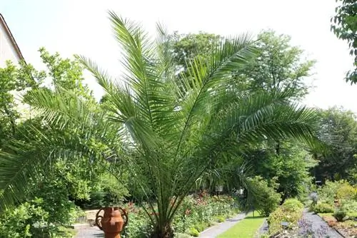 Огнооны далдуу модыг зөв арчилж, өвөлжүүлнэ Phoenix canariensis