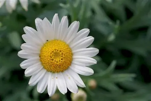 Overwinter daisies