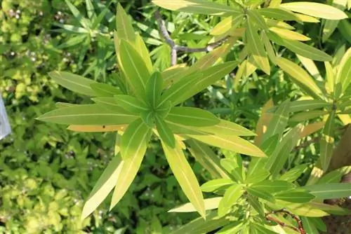 Oleander heeft gele bladeren en ze vallen eraf - wat te doen?