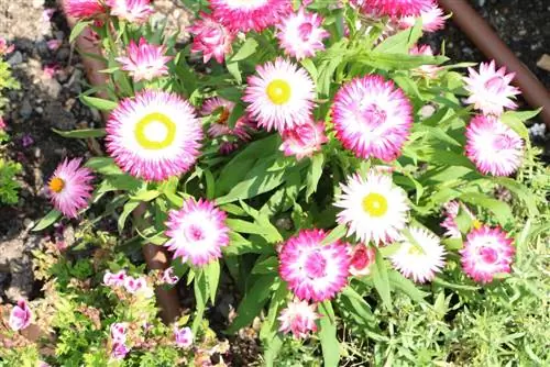 Strawflower - Helichrysum bracteatum