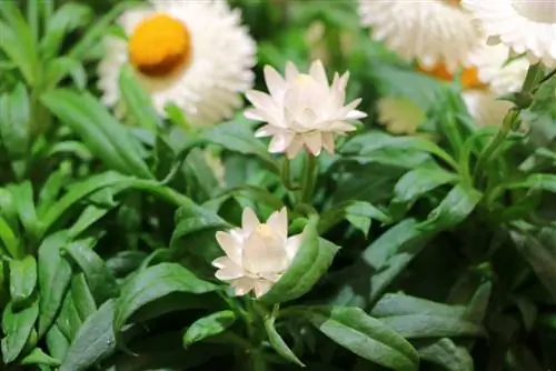 Strawflower - Helichrysum bracteatum