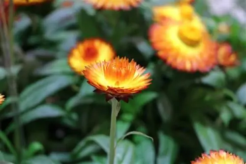 Flor de paja de jardín, Helichrysum bracteatum - consejos para su cuidado