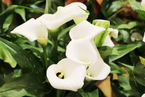 Calla de interior (Zantedeschia)