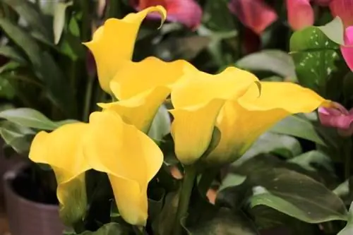 Calla d'intérieur (Zantedeschia)