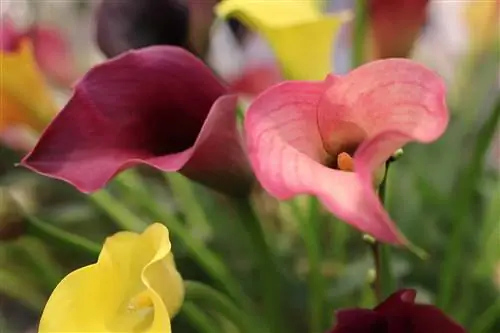 Innendørs calla, Zantedeschia - pleie og tips for brune blader