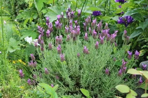 Crested lavender