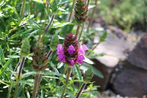 Lavanda cresta: cura, tall i hivernada