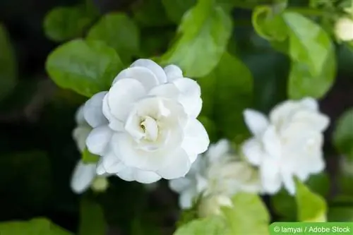 Arabian jasmine, Jasminum sambac - care and overwintering