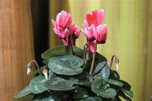 Cyclamen - menjaga cyclamen dalaman