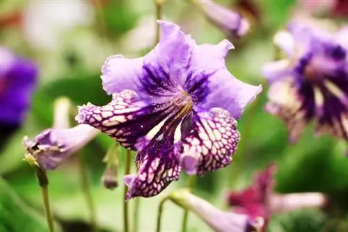 פרי רוטרי - Streptocarpus saxorum