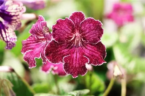 Rotary txiv hmab txiv ntoo, Streptocarpus - kev saib xyuas, propagation thiab overwintering