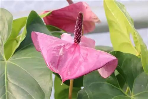 Bunga Flamingo Pink/Merah Muda - Anthurium - Anthurium andreanum