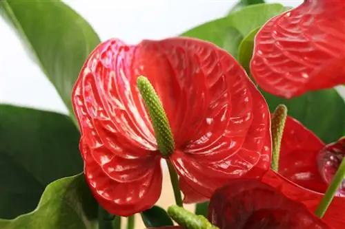 Anthurium, bunga flamingo - perawatan, repotting dan pemupukan