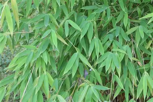 Muriel Bamboo, Fargesia murielae - Cura