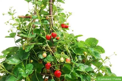 Climbing strawberries – planting, care and overwintering