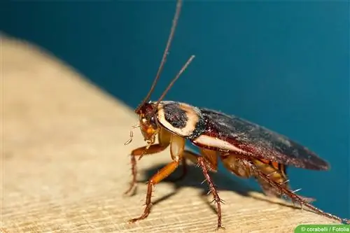 Cockroaches in the apartment: where do they come from and what helps?