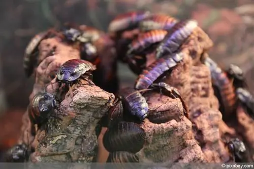 Cockroaches