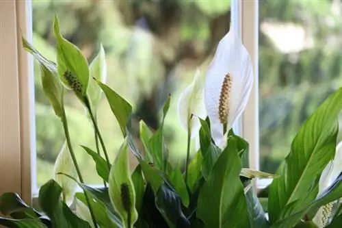 Μονόφυλλο (Spathiphyllum)