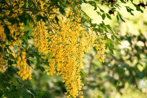 Sarısalkım (Laburnum watereri)