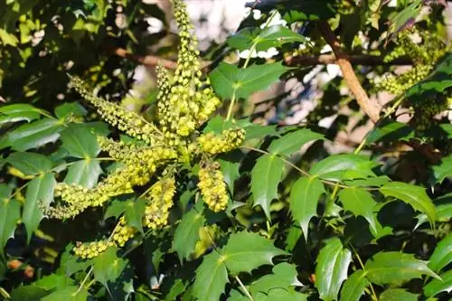 มาโฮเนีย (Mahonia bealei)