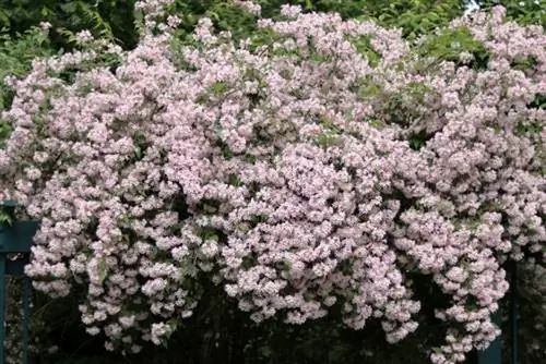 Pearl bush (Kolkwitzia amabilis)