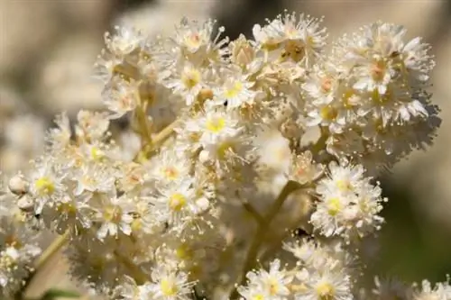 Holodiscus discolor