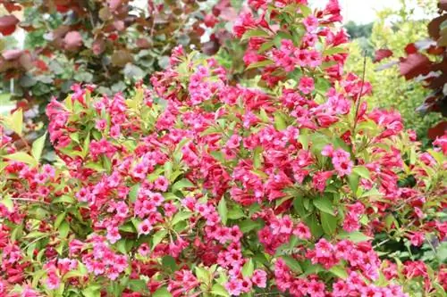 Vajgela (Weigelia)j