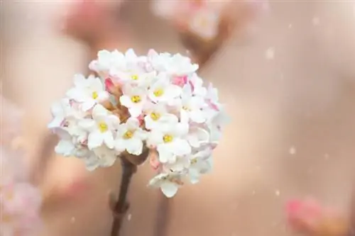 Winter scented viburnum (Viburnum farreri)