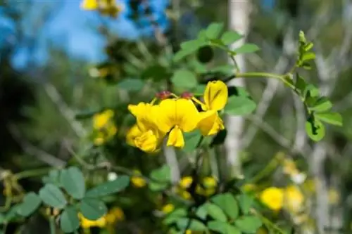 Bladder bush (Colutea arborescens)