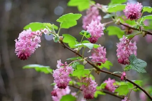 Bloodcurrant (Ribes sanguineum)