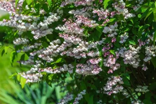 deutzia (deutzia)