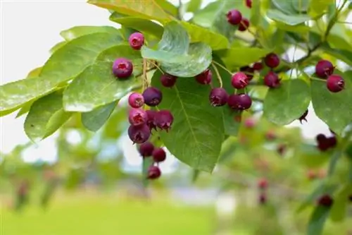 Servisberry (Amelanchier laevis)