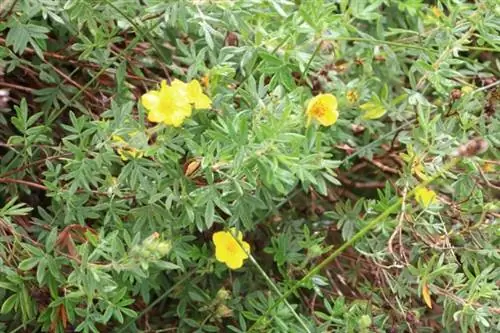 พุ่มไม้นิ้ว (Potentilla fruticosa)