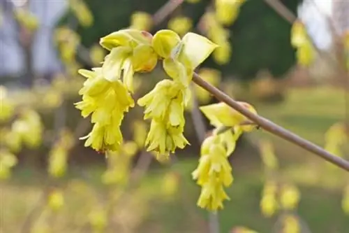 فندق زنگوله ای (Corylopsis pauciflora)