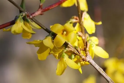 Lonceng Emas (Forsythia)