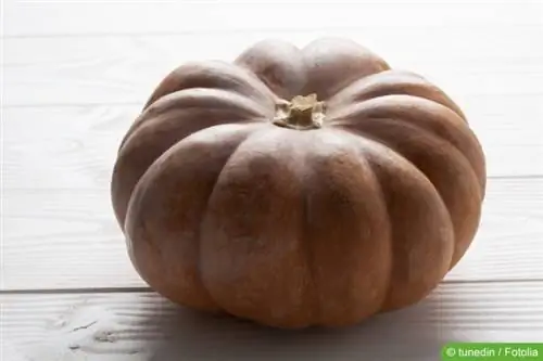 Nutmeg pumpkin