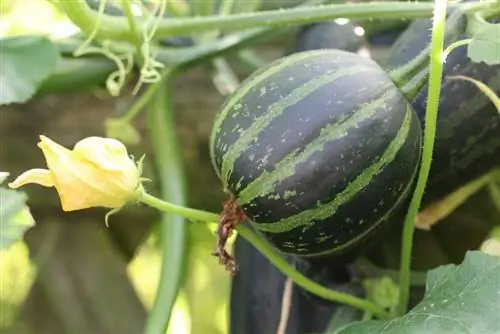 Pumpkins - Cucurbita - Buttercup