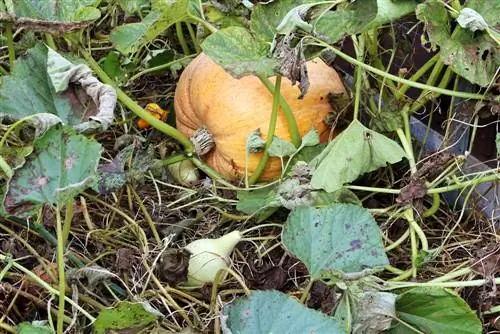 Calabazas comestibles: 11 tipos de calabazas con dibujos