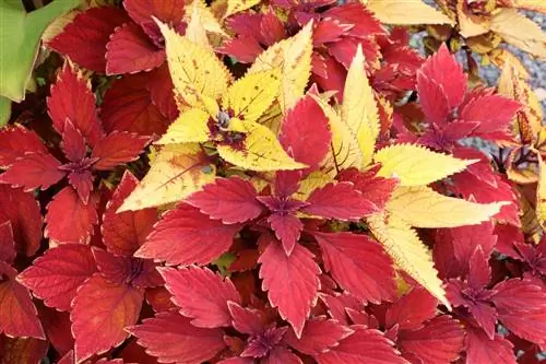 Колеус - Coleus blumei - Solenostemon scutellarioides - Plectranthus scutellarioides