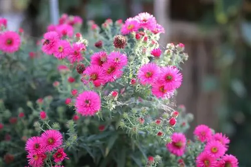 Overwintering asters - Aster hardy