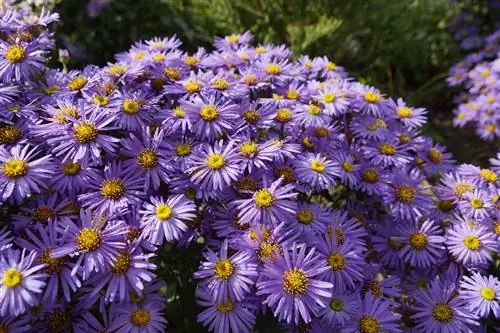 Asters are hardy - overwinter aster